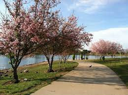Los Angeles Nature Adventure 64 Cherry Blossoms At Lake Balboa Goexplorenature Com Lake Balboa Nature Adventure Hikes In Los Angeles