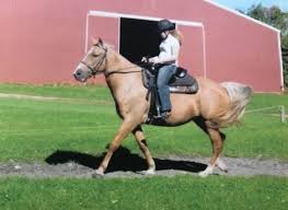 He has been owned by the same person since he was started as a two year old. Tennessee Walker Horses For Sale Denver Co 296576