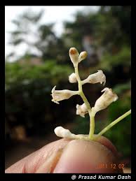 Image result for Cuscuta hyalina