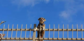 Their environment is relatively barren, without playmates or toys. How To Stop A Dog From Jumping Or Climbing The Fence Daily Dog Stuff
