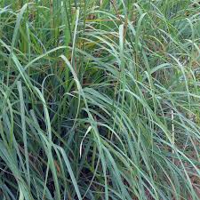 Image result for Astropanax goetzenii