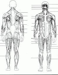 This muscle diagram made to look like a human. Muscle System Diagram Blank Human Anatomy Diagram Coloring Home