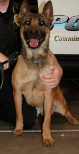 Dog retired from police force after attack