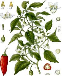Piment Wikipedia