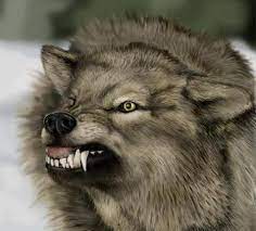 Angry Wolf Jpg Jpeg Image 467x422 Pixels Scary Wolf Wolf Hybrid Wolf Photos
