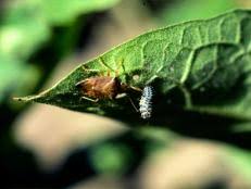 Dragonflies are attracted to emergent plants in ponds and lay their eggs on the root of the plants. Invite Dragonflies Into Your Garden Hgtv