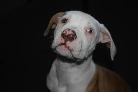 Rachel Flint Thanks For The Add This Is My Gorgeous Benson American Bulldog Bulldog Animals