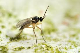 Fungus Gnats How To Get Rid Of Fungus Gnats In Houseplants