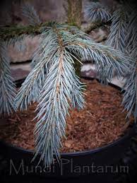 Picea engelmannii 'blue magoo' blue magoo spruce: Picea Engelmannii Blue Magoo Mundi Plantarum