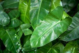 Green tea is a type of tea that is made from camellia sinensis leaves and buds that have not undergone the same withering and oxidation process used to make oolong teas and black teas. A Z List Of House Plants Common And Scientific Names