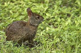 Swamp Animals And Plants Marsh Rabbit Capable Of Swimming To Avoid Predators Animals Animal Sounds Predator