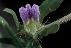 Image result for Blepharis integrifolia