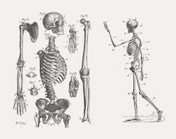 Check out pictures and diagram related to bones, organs, senses, muscles and much more. A List Of Bones In The Human Body With Labeled Diagrams Bodytomy