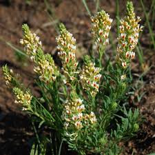 Image result for Hebenstretia