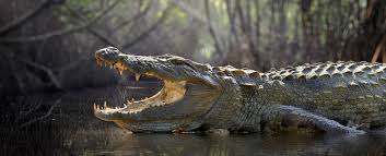 Scenarios to avoid with crocodiles. Alligator Symbolism Dreams And Messages Spirit Animal Totems