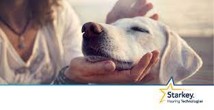 Can Your Dog Understand You