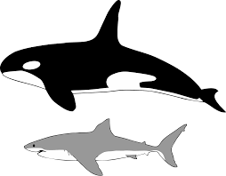 Great white shark from healthy hemptations in bartlesville. File Comparison Of Size Of Orca And Great White Shark Svg Wikimedia Commons