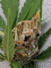 Gray mold is perhaps the most common disease of flowers. Gray Mold Of Industrial Hemp Nc State Extension Publications
