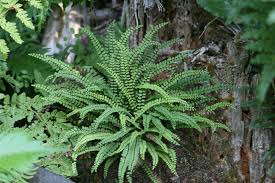 Image result for Asplenium mannii