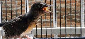 Burung adalah hewan berdarah panas. Cara Mudah Membedakan Muraibatu Trotol Jantan Dan Betina 100 Akurat Pamankicau