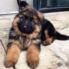 White german shepherd puppy $300 (springfield) pic hide this posting restore restore this posting. German Shepherd Puppies For Sale Near Me Home Facebook