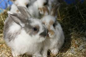Fon 0 23 03 / 6 95 05. Tiervermittlung Tiere Suchen Ein Zuhause Tierschutzverein Munchen
