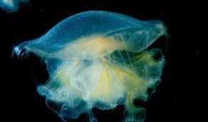 Birch Aquarium At Scripps Institution Of Oceanography La Jolla Ca Birch Aquarium At Scripps La Jolla Ca Birch Aquarium Aquarium Fish Pet