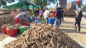 Cambodia’s cassava exports soar in Q1, exceeding US5 million