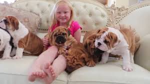 I have a stunning male french bull dog looking for his loving home he is up to date on all shots and will come with french bulldog · los angeles, ca. Online Tv Channels Pro Shrinkabull Complaint Review Shrinkabull Llc Complaint Review S