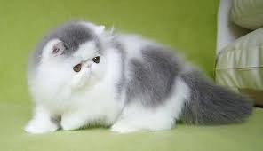 Kucing ini merupakan ras dari kucing domestik berbulu panjang serta memiliki karakter wajah yang bulat dan moncong yang pendek. Daftar Harga Kucing Persia Terbaru November 2020
