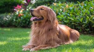 The golden retriever is a gorgeous, large, energetic breed. Red Golden Retriever The Complete Dog Breed Guide All Things Dogs All Things Dogs
