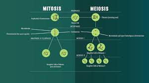 The abnormality in cells can be progressive with a slow transition from normal cells to benign tumors to malignant tumors. Mitosis Vs Meiosis Key Differences Chart And Venn Diagram Technology Networks