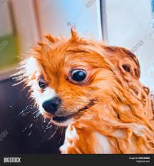 This licking may exacerbate the problem further as yeast thrives in wet, humid areas. Pomeranian Dog Red Image Photo Free Trial Bigstock