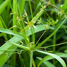 Image result for Cyperus tenuispica