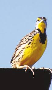 Image result for Marquese Gray 1929 Buick