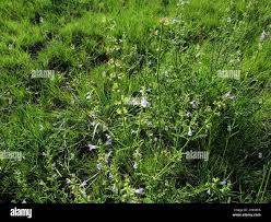 Image result for Salvia stenophylla