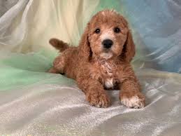 If you are looking to adopt or arizona california florida georgia illinois indiana iowa michigan minnesota missouri new jersey new york you will find goldendoodle dogs for adoption and puppies for sale under the listings here. Miniature Goldendoodle Puppies For Sale Breeder In Iowa Goldendoodle Puppy Miniature Goldendoodle Puppies Goldendoodle