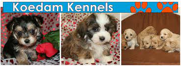 Check spelling or type a new query. Puppies For Sale Mixed Breed Dogs Shi Tzu Bichon Poodle Koedam Kennels Iowa