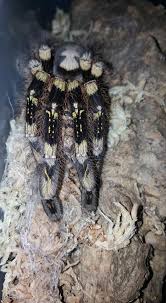 Image result for Centema subfusca