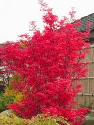 Facherahorn Skeeter S Broom Acer Palmatum Skeeter S Broom Baumschule Horstmann Garten Pflanzen