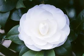 Maybe you would like to learn more about one of these? Best Pot Plants For Sun And Shade Burke S Backyard