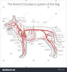 Heart anatomy topography of the heart of dog: Arterial Circulatory System Of The Dog Vector Royalty Free Stock Vector 311468447 Avopix Com