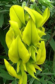 Image result for Crotalaria preladoi
