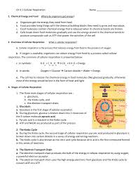 9 best images of holt biology worksheets and answers. Ch 9 1 Cellular Respiration Name A Organisms Get The Energy They
