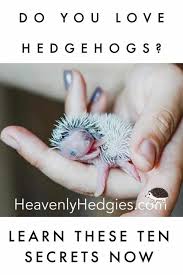Algerian Black Hedgehog The True Black Baby Hedgehog Hedgehog Pet Hedgehog Care