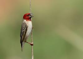 Image result for Erythrococca kirkii