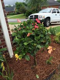 Tropische chinese hibiscus is geschikt voor usda plantenhardheid zones 9 en 10, maar maakt uitstekende terrasplanten in de zomer waar de temperaturen koeler zijn. Pin By Candice Hester On Flowers2014 Hibiscus Tree Spring Plants Hibiscus