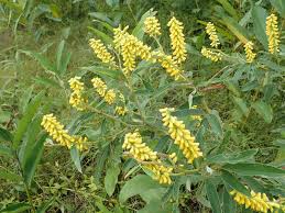 Image result for Eriosema verdickii