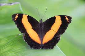 Kuranda Attraction Australian Butterfly Sanctuary