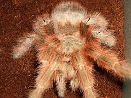 Image result for Tridactyle gentilii